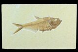 Fossil Fish (Diplomystus) - Green River Formation #122763-1